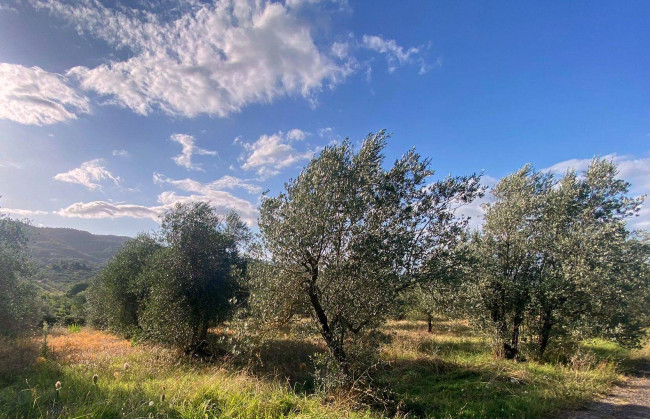 Terreno Agricolo in vendita a Reggello