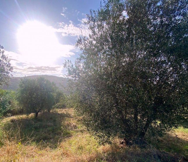 Terreno Agricolo in vendita a Reggello