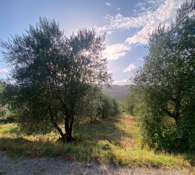 Terreno Agricolo in vendita a Reggello