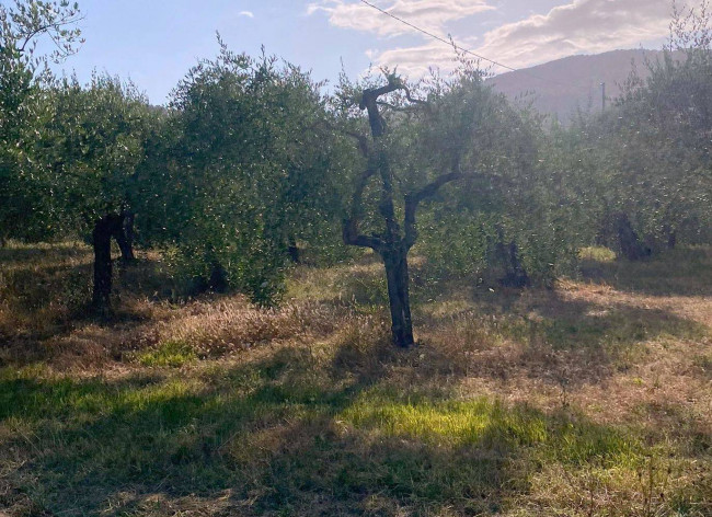 Terreno Agricolo in vendita a Reggello
