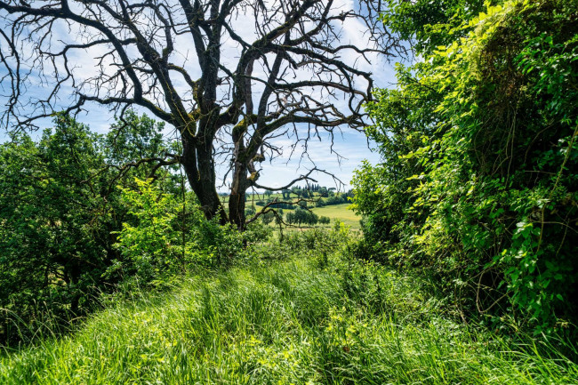 Cascina/Casale/Masseria in vendita a Cetona