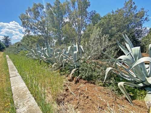 Villa o villino in vendita a Mesagne