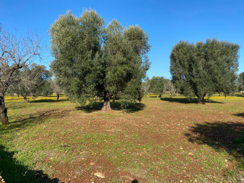 Terreno Edificabile in vendita a Carovigno