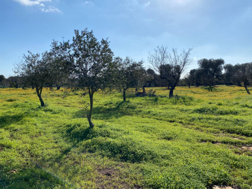 Terreno Edificabile in vendita a Carovigno