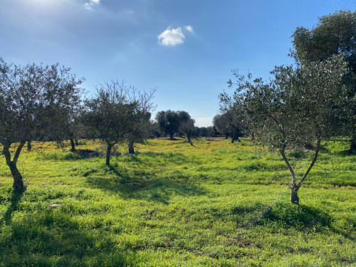 Terreno Edificabile in vendita a Carovigno