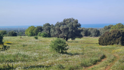 Terreno in vendita a Ostuni