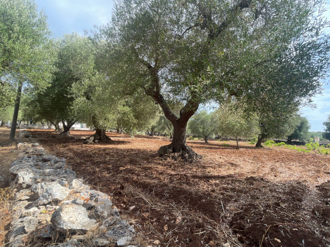 Terreno in vendita a Ostuni