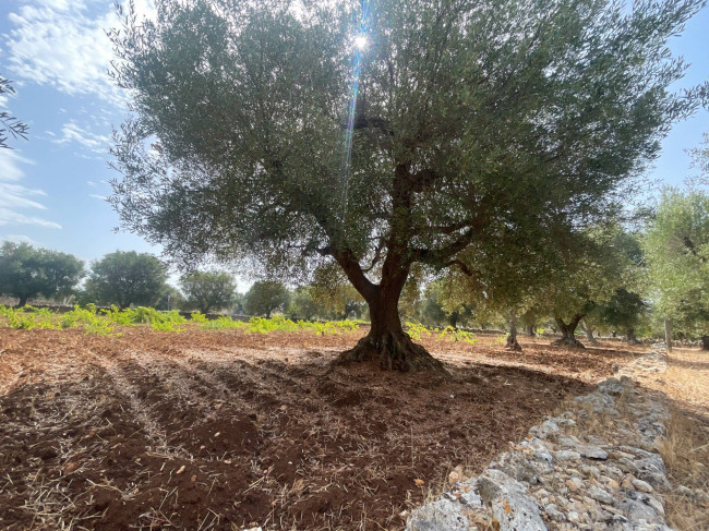 Terreno in vendita a Ostuni