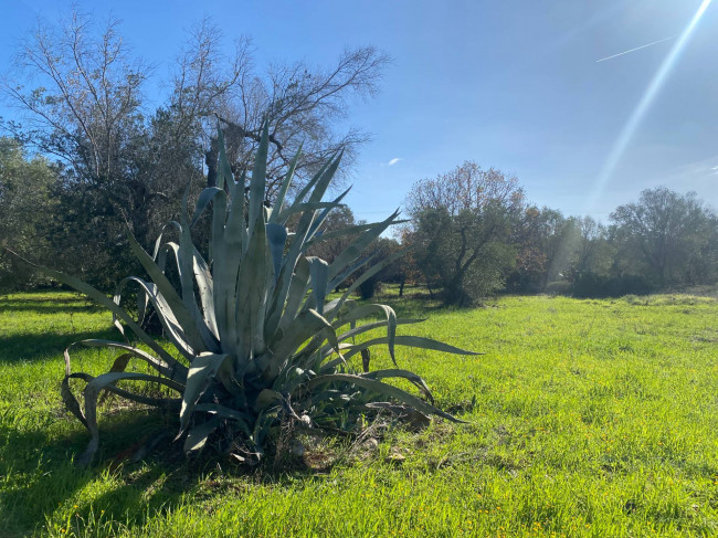 trullo in vendita a Carovigno