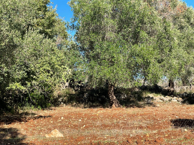 Terreno in vendita a Carovigno