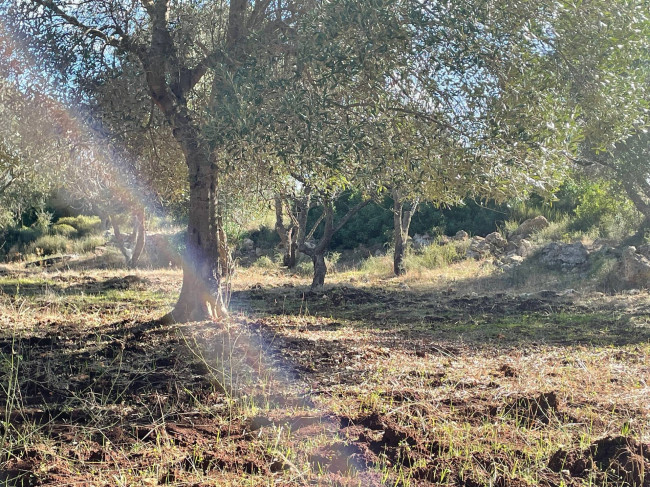 Terreno in vendita a Carovigno