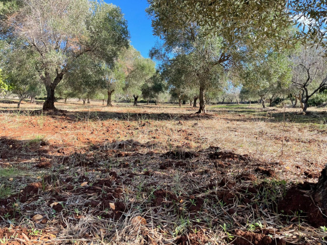 Terreno in vendita a Carovigno