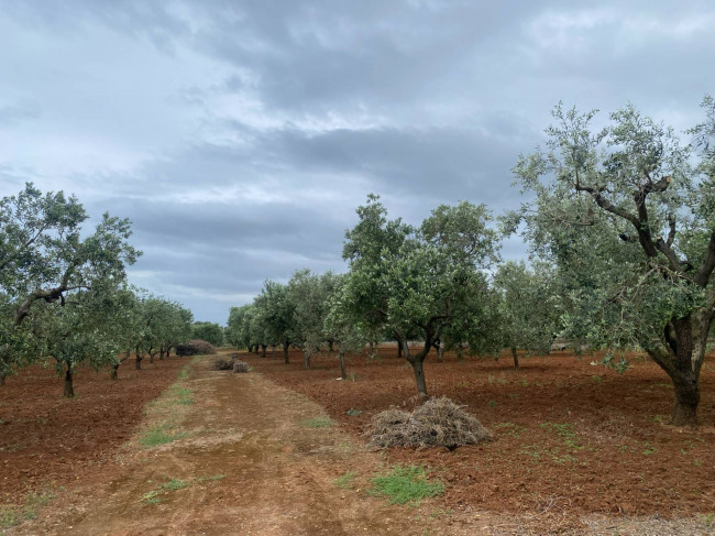 Terreno in vendita a Ostuni