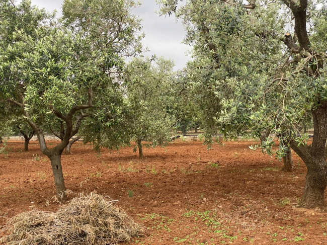 Terreno in vendita a Ostuni