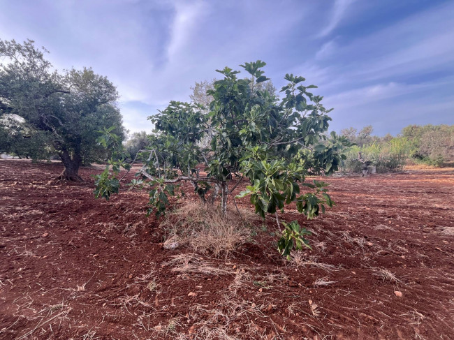 trullo in vendita a Ceglie Messapica