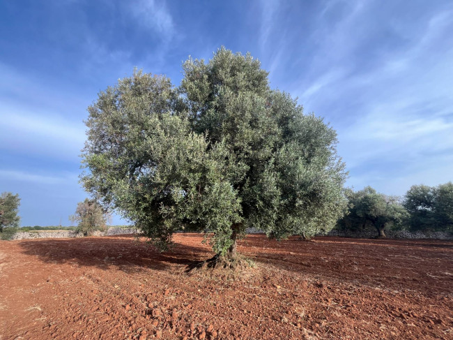 trullo in vendita a Ceglie Messapica