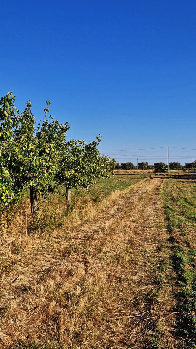 Terreno agricolo in vendita a Mesagne (BR)