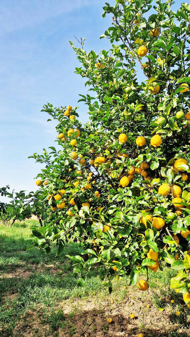 Terreno agricolo in vendita a Mesagne (BR)