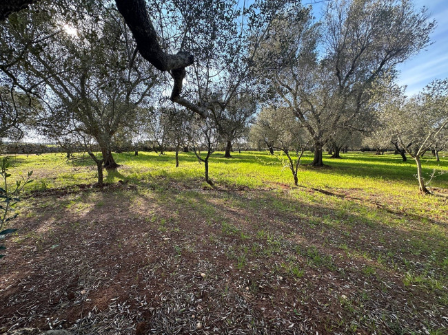 Rustico in vendita a Francavilla Fontana