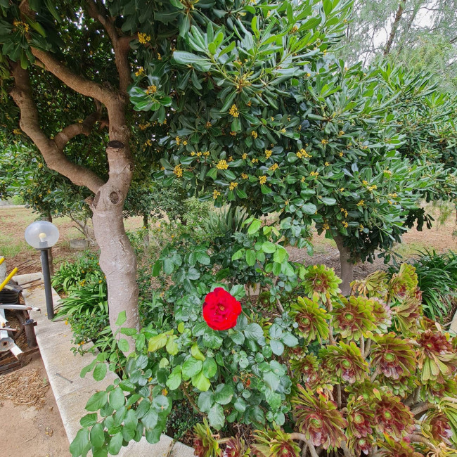 Villa o villino in vendita a San Vito dei Normanni