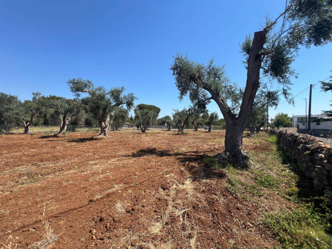 Terreno Edificabile in vendita a Mesagne