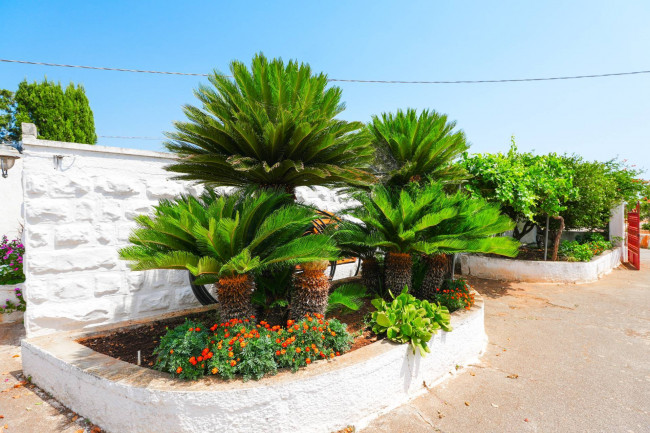 Cascina/Casale in vendita a Carovigno