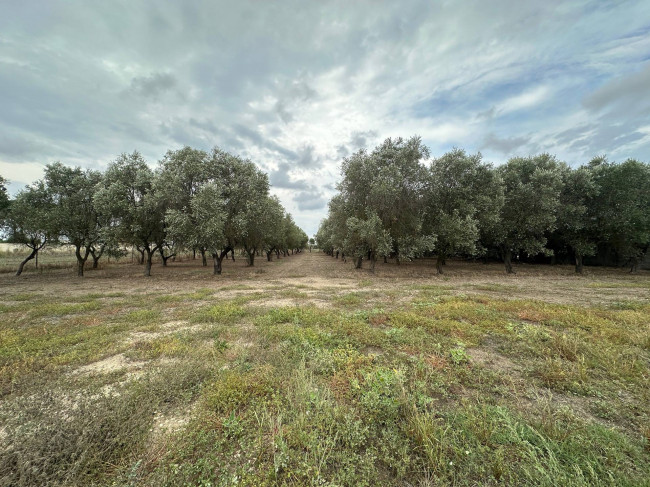  for sale in San Pancrazio Salentino