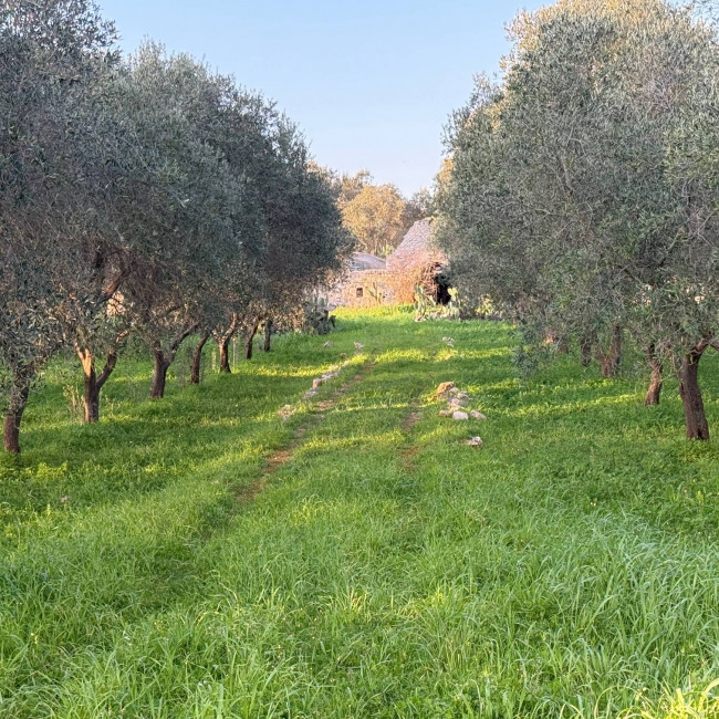  for sale in San Michele Salentino