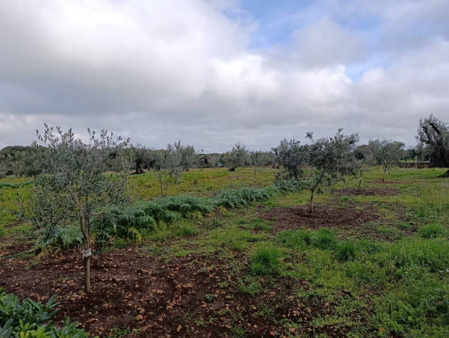 Terreno in vendita a San Vito dei Normanni
