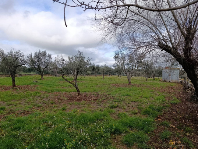 Terreno in vendita a San Vito dei Normanni