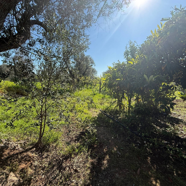 Villa o villino in vendita a Latiano