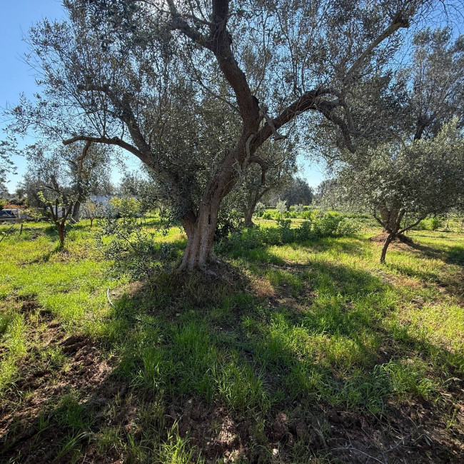 Villa o villino in vendita a Latiano