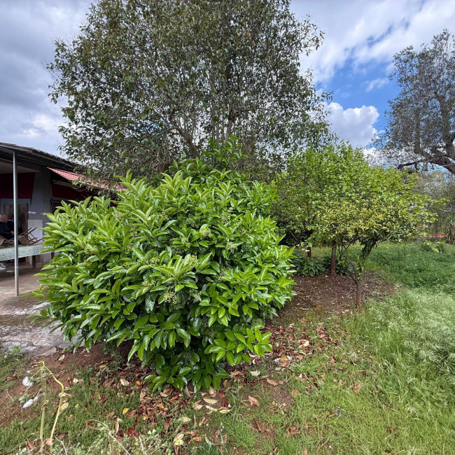 for sale in Latiano