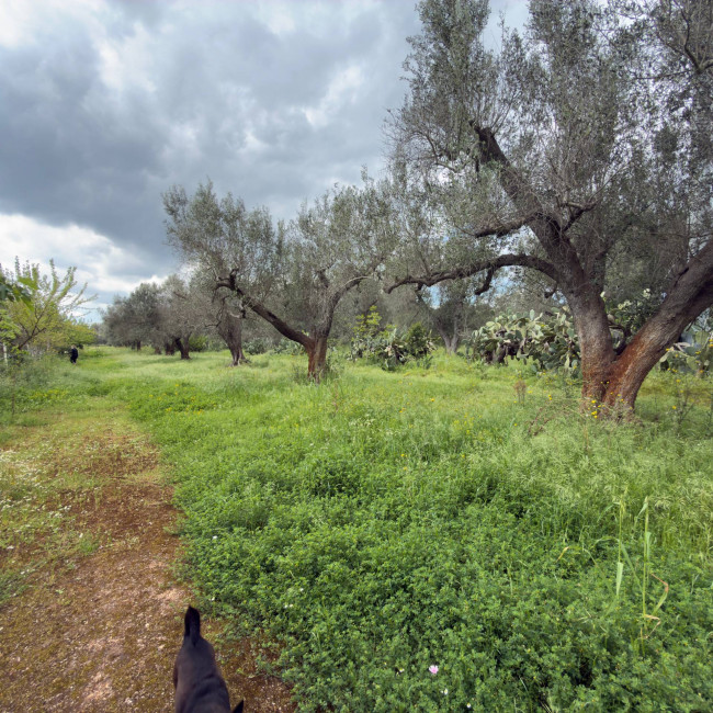  for sale in Latiano