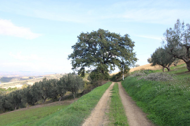 Terreno Agricolo in vendita a Bellante