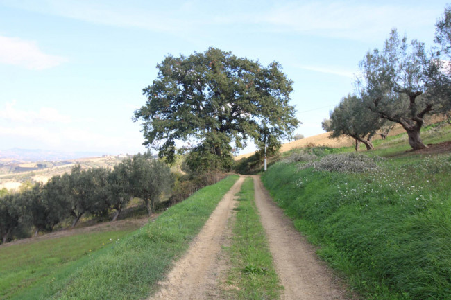 Terreno Agricolo in vendita a Bellante