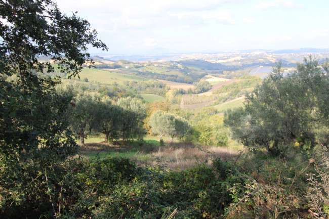 Terreno Agricolo in vendita a Bellante
