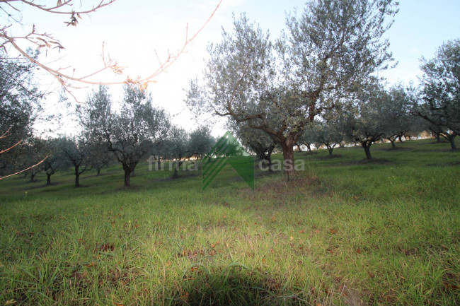 Terreno Agricolo in vendita a Bellante