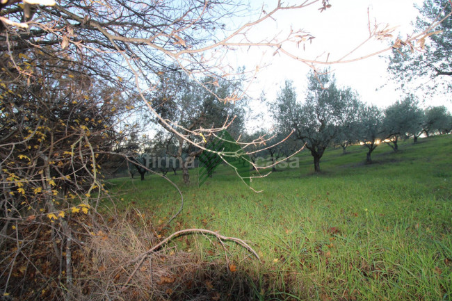 Terreno Agricolo in vendita a Bellante