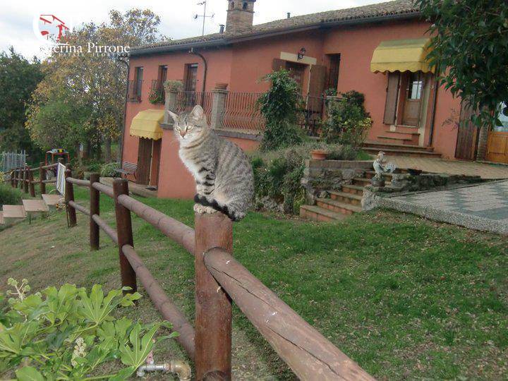 Villa in vendita a Castrocaro Terme e Terra del Sole - foto 4