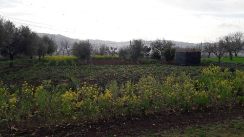 Terreno edificabile in vendita a Cepagatti