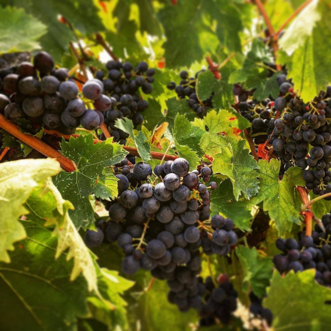 Azienda Agricola in vendita a Offida