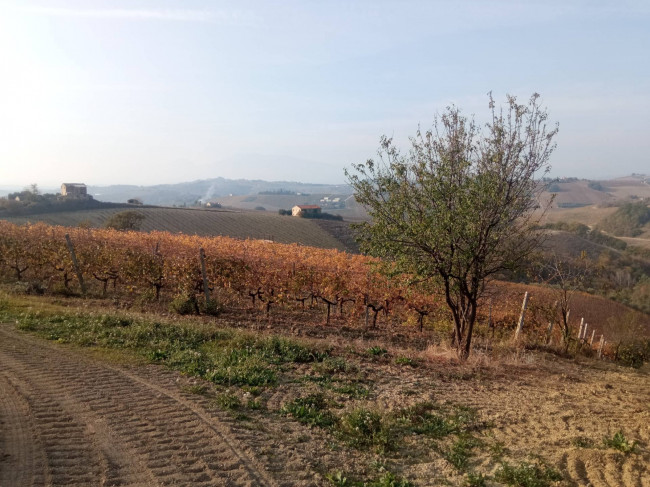 Azienda Agricola in vendita a Offida