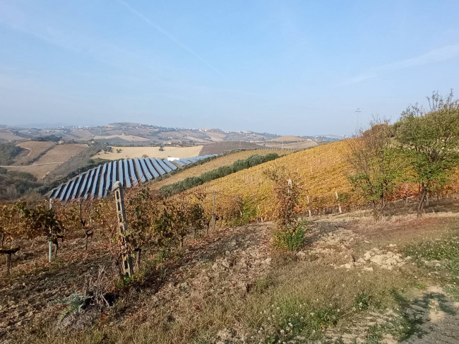 Azienda Agricola in vendita a Offida