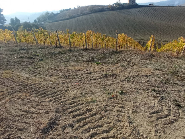 Azienda Agricola in vendita a Offida