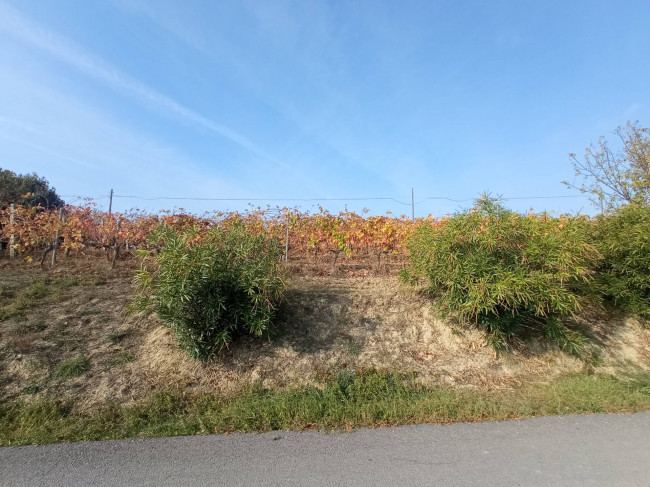 Azienda Agricola in vendita a Offida