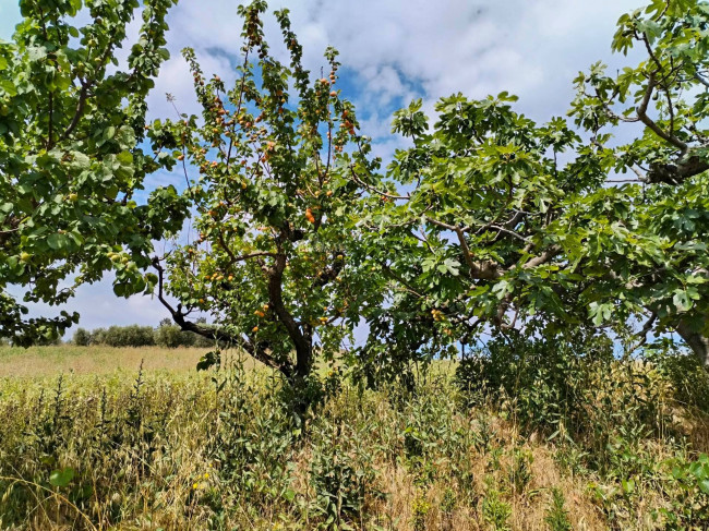 Casa singola in vendita a Monteprandone