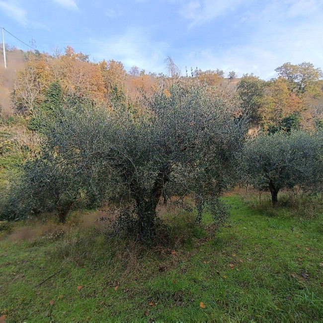 Rustico in vendita a Massignano