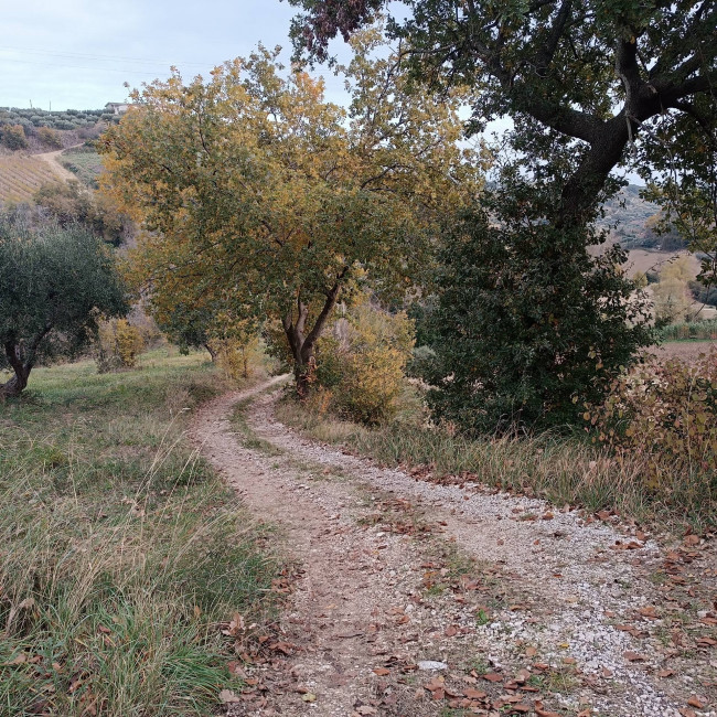 Rustico in vendita a Massignano