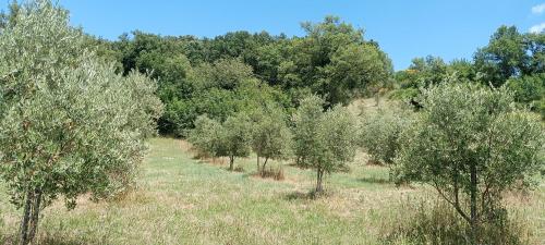 Rustico in vendita a Sorano